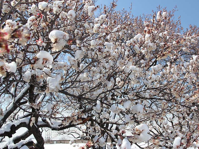 Москва деревья в снегу. Подмерзание веток яблони. Абрикос дерево зимой. Абрикос фото дерева зимой. Абрикосовое дерево без листьев.